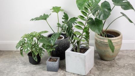 ¿Cómo elegir la maceta adecuada para tus plantas?