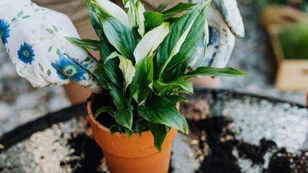 ¿Cómo elegir la maceta adecuada para tus plantas?