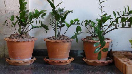 ¿Cómo elegir la maceta adecuada para tus plantas?