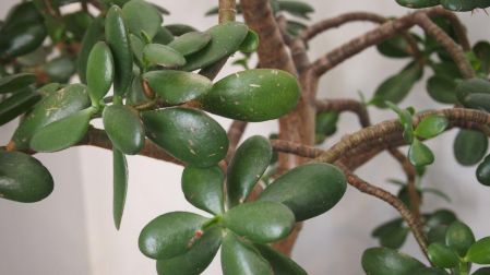 Riesgos de tener un árbol de jade en casa si tienes niños