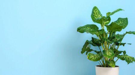 Riesgos de tener un árbol de jade en casa si tienes niños