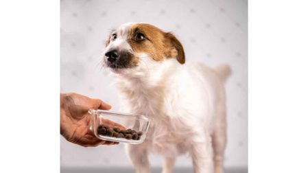 ¿Qué hacer si mi perro no quiere comer?
