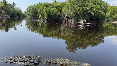 La Ventanilla, en Santa María Tonameca, Oaxaca, es un proyecto exitoso de conservación que, tras años de matanza de la tortuga marina, explotación de la piel de cocodrilo y depredación de sus recursos, pasó a salvaguardar a más de 300 reptiles.