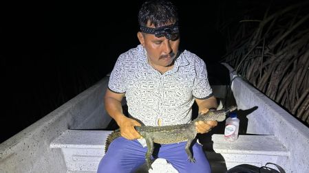 La Ventanilla, en Santa María Tonameca, Oaxaca, es un proyecto exitoso de conservación que, tras años de matanza de la tortuga marina, explotación de la piel de cocodrilo y depredación de sus recursos, pasó a salvaguardar a más de 300 reptiles.