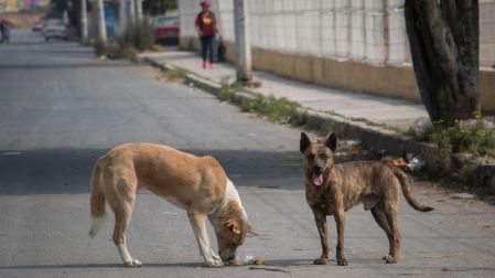 CIUDAD DE MÉXICO, 05 ENERO 2018.- Investigadores de la UNAM dieron a conocer que las respirar las heces fecales de perros, gatos y una su gran mayoría de humanos, es uno de los problemas de salud más graves hay en la Ciudad de México y la zona conurbada.FOTO: SAÚL LÓPEZ /CUARTOSCURO.COM