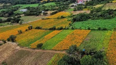 Productores de la Asociación de Productores Agropecuarios y Floricultores de San Pablo Coapan conservan la semilla criolla de cempasúchil, cultivada en la zona desde hace más de 40 años.