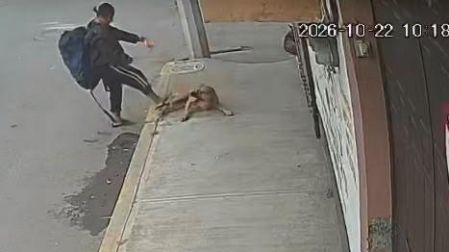 Dos de los animales resultaron con lesiones en la columna, mismas que les imposibilitaron huir de la agresión