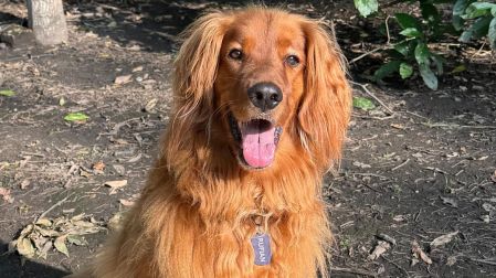 Rufían fue uno de los perros que perdieron la vida tras pasear en el Parque España