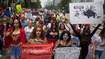 Corridas de toros, los circos, experimentos de laboratorio y espectáculos marinos son parte de las actividades donde se afecta la integridad de los animales. 