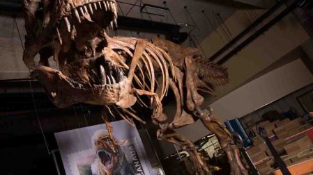 Presentan en Canadá el fósil de T-Rex más grande del mundo