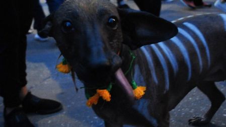 Un perro xolo en procesión