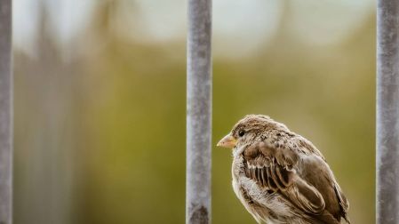 Aleja a tus mascotas del lugar donde colocas la comida para las aves urbanas, los gatos pueden comerse o arañar a los pájaros. Foto: Pixabay