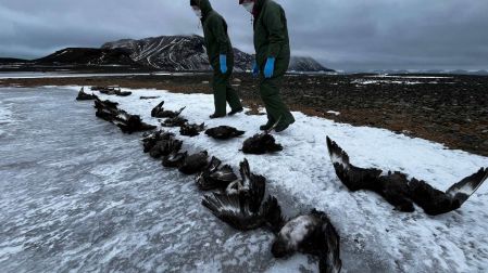 Expertos analizando aves muertas por la gripe aviar. (Reuters)