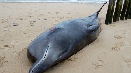 Una ballena en una playa de Francia