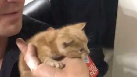 Bomberos usan alta tecnología para rescatar a... gatito
