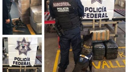 Noticias de Hoy, En paqueteria binomio canino halla 2 cajas con mariguana, Paqueteria binomio canino halla 2 cajas mariguana, Binomio canino halla cajas mariguana, seguridad, binomio canino, policia federal, perro, olfato, encontrar, dos cajas de carton, envoltorios, mariguana, paqueteria CDMX, Ciudad de Mexico