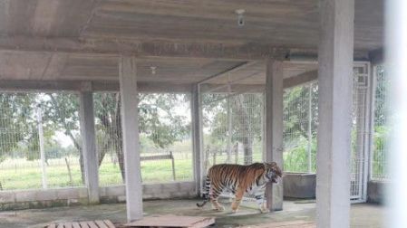 El tigre de bengala