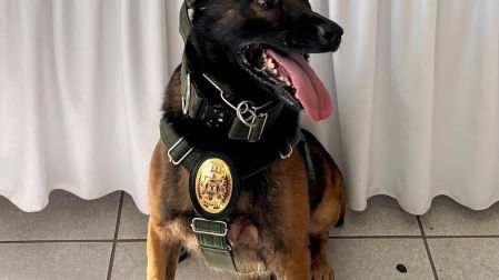 Boris agente canino de BC