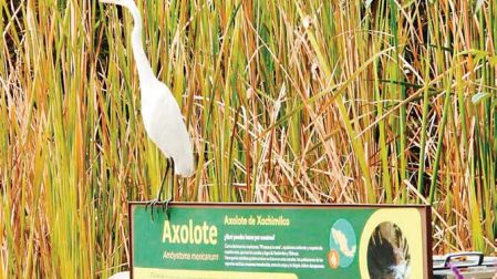 Los humedales ayudan a atraer a algunas aves migratorias a la zona en donde están; también ayudan a limpiar el agua.