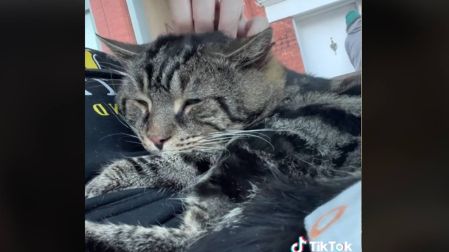 gatito