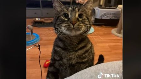 gatito