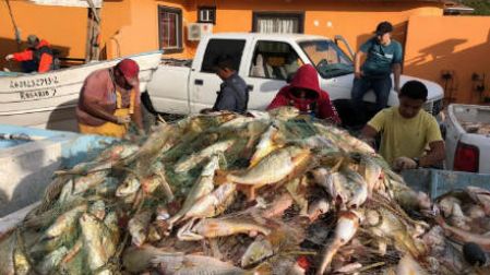 Pesca legal, con mallas menos agresivas 