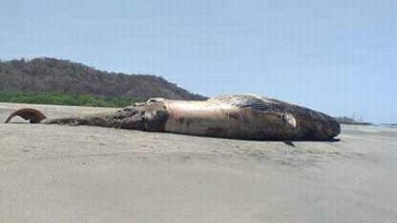 Aparece ballena muerta en playa ‘La Tuza’ de Oaxaca