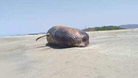 Aparece ballena muerta en playa ‘La Tuza’ de Oaxaca