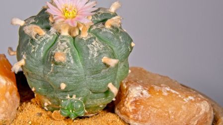 Multa millonaria por tener este cactus mexicano en casa