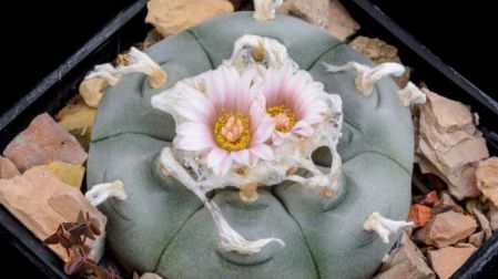 Multa millonaria por tener este cactus mexicano en casa