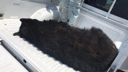 El oso negro