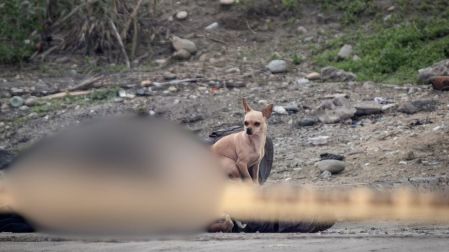 Hay muchos casos de perritos que se quedan con sus dueños cuando resultan heridos. Foto: Cuartoscuro