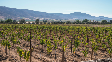 Sembradío de uvas