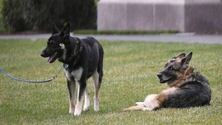 Los Biden están de luto: muere su perro 'Champ', amigo por 13 años