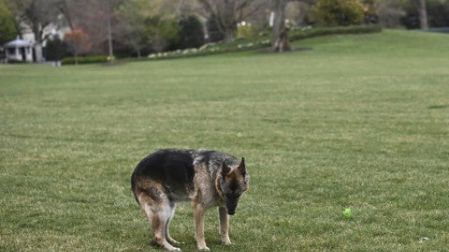 Los Biden están de luto: muere su perro 'Champ', amigo por 13 años