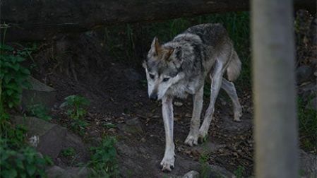 Un lobo mexicano en cautiverio
