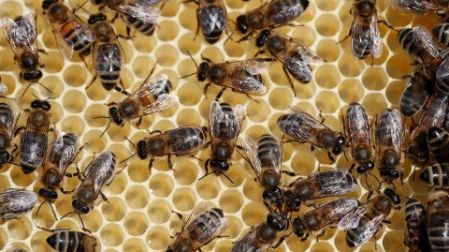 Alerta en Rusia por muerte masiva de abejas en todo el país