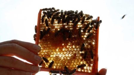 Alerta en Rusia por muerte masiva de abejas en todo el país