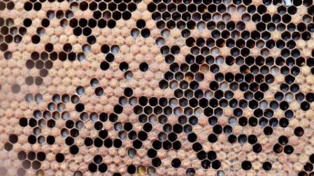 Alerta en Rusia por muerte masiva de abejas en todo el país