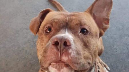 Canelo perro rescatista