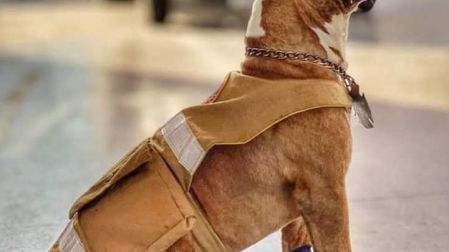 Canelo perro rescatista en Nuevo León