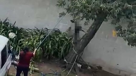 Mujer cuelga a un perrito de un árbol; ¡lo quería matar! (Facebook/Mascotas)