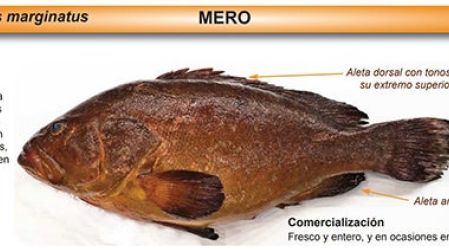 La cherna es muy apreciada tanto para la pesca deportiva como comercial. Foto: Especial