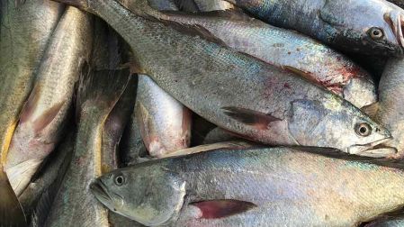 Regresar al mar o compensaciones: pescadores en hábitat de vaquita marina