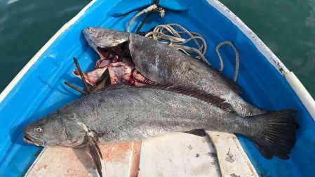 Regresar al mar o compensaciones: pescadores en hábitat de vaquita marina