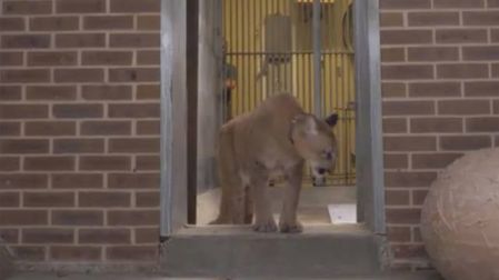 Rescatan a un puma de una casa en Nueva York