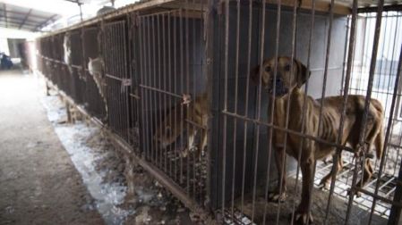 Presidente de Corea del Sur plantea prohibir consumo de carne de perro