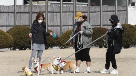 Presidente de Corea del Sur plantea prohibir consumo de carne de perro