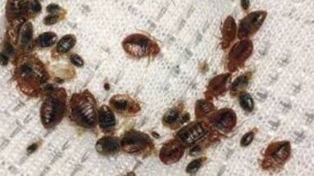 Plaga de chinches.