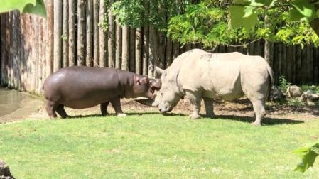 Muere 'Toby', el rinoceronte blanco más viejo del mundo, en zoológico de Italia